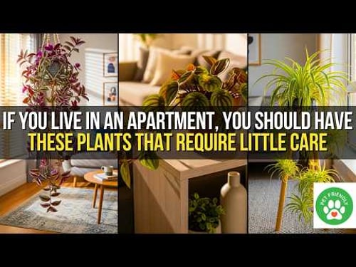 7 Low-Maintenance Plants Perfect For Apartments