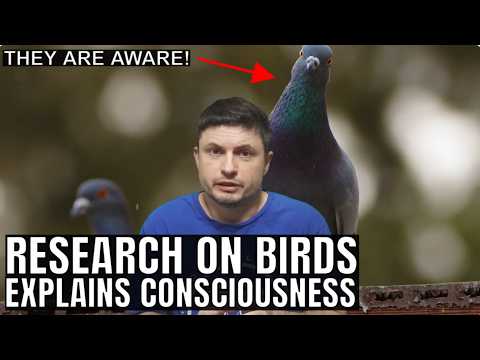 Why Did Consciousness Evolve? Exciting Research on Bird Brains