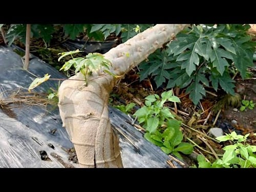 1 Year 6 Months Papaya Tree, Hinihiwa bago e Bend, Hindi ba Mamamatay? Pano dadami ang Bunga?