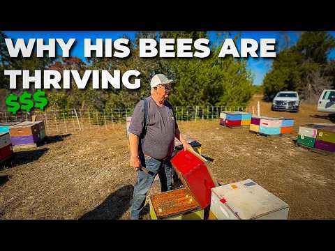How This Beekeeper Survives When Everyone Else is Losing Bees #beekeeping