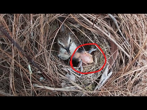 Day2,Two small birds in the nest have been pushed out by the cuckoo bird