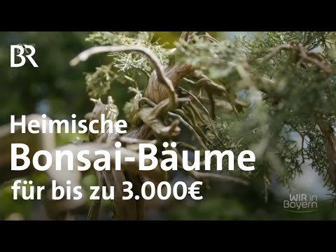 Einheimische Bäume im Miniformat: Bonsai-Züchter Ralf Jauernig | Wir in Bayern | BR