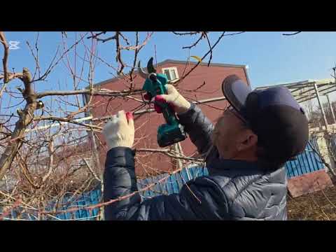 6월달 수확 심복 복숭아나무 전지방법 5년생 1그루 100만원 매출.무선 충전가위 엑시툴.엑시툴 전동가위.농사도정보다 2만원 할인.상담전화:1660-4964,