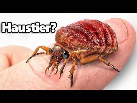 Ich Habe Haustier Bettwanzen (ja, wirklich)