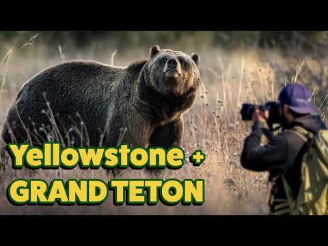WILDLIFE PHOTOGRAPHY in Yellowstone and Grand Teton - Grizzly really close - Nikon Z9 Settings
