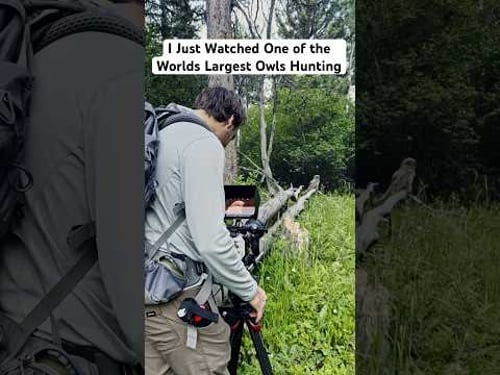 A cool moment with my favorite bird, the Great Grey Owl! #naturephotography #shorts #birds #explore