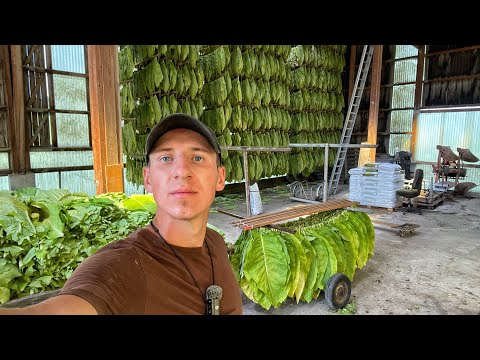 САМ на ФЕРМІ, збирання ТАБАКУ в друга ШЕФА. Українець на фермі у Швейцарії