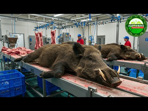 How Texas Farmers Transform Wild Hogs – From Farm Pest to Gourmet Sausage in Food Factory