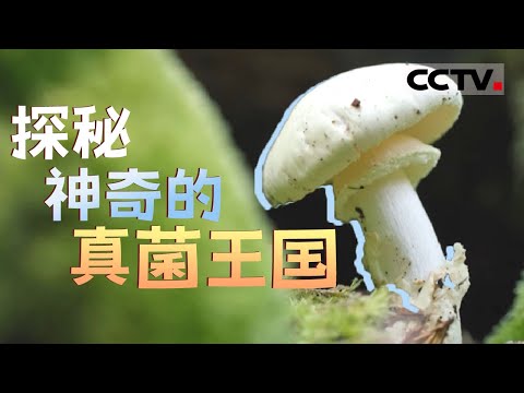 中法合拍纪录片!带你探索神秘的真菌王国 见证自然的微观奇迹《神奇的真菌世界》【CCTV纪录】