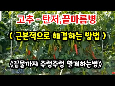 Peppers - Growing them this way will prevent anthracnose and blight, and will produce continuous ...