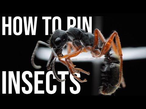 Ultimate Guide to pinning insects - 2 in 1 tutorial