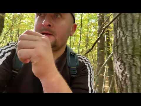 Mushroom Friday in Prykarpattya!! White mushrooms and many,