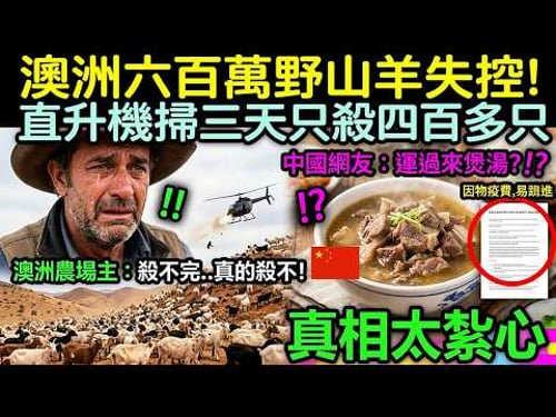 澳洲六百萬野山羊失控!直升機掃三天只殺四百多只,中國網友:運過來煲湯?真相太紮心