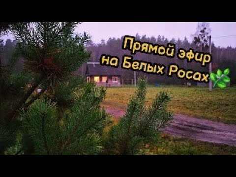 🌿Прямой эфир на Белых Росах🌿