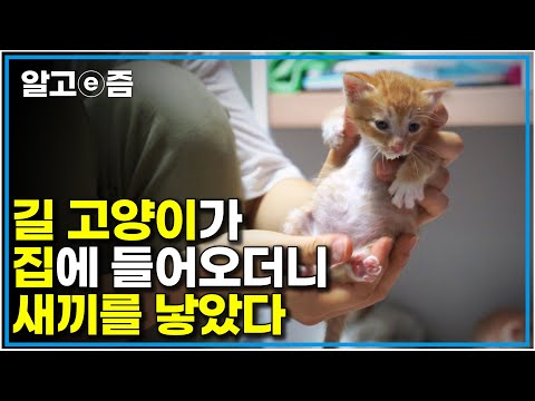 "다섯 마리나!" 길고양이가 문을 열어달라고 했다. 들어와서 새끼를 낳더라|고양이를 부탁해|알고e즘