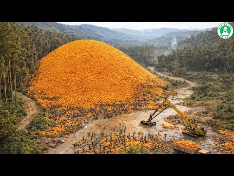 They Dumped a Mountain of Orange in the Jungle — 20 YEARS Later, SCIENTISTS SHOCKED