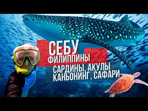 Себу Филиппины: сардины, акулы, каньонинг и сафари