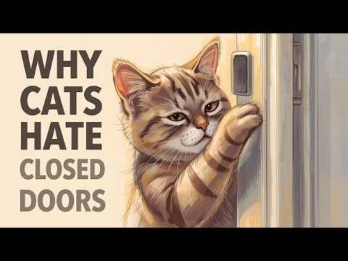 If Your Cat Freaks Out at Closed Doors, THIS Is Why