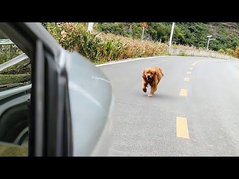 Stop chasing my car... I'm not your owner, but I’m willing to take you home!