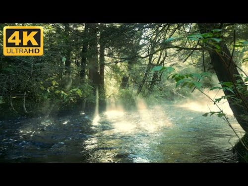 🎵Rainforest Sounds - 🐦Peaceful Bird Songs (4K UHD) | 🌊Calm Water Sound | White Noise For Sleep