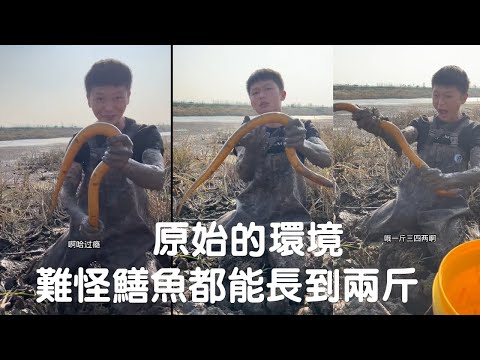 好原始的環境,難怪鱔魚都能長到兩斤,你們見過兩斤的鱔魚嗎?#viralvideo #捕魚