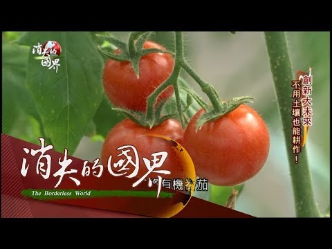 【消失的國界|創新大未來完整版】不用土也能種!日本有機番茄純天然比市售更甜?|李天怡主持|三立新聞台