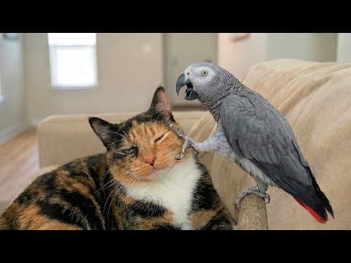 Laugh Until You Cry With The Funniest Animal Videos Ever πΎ Extremely Funny Cats π±
