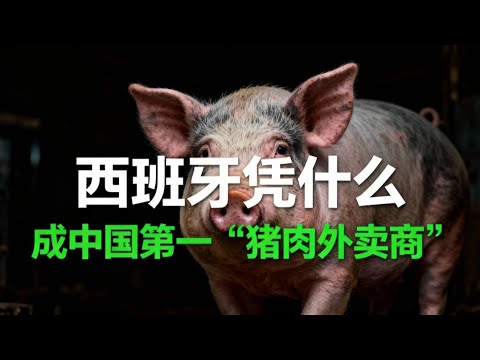 西班牙憑什麼成中國第一「豬肉外賣商」? 秘密武器,竟是歐洲人當垃圾的「豬下水」! 這事,得從一場「世紀豬瘟」和一盤「醬豬蹄」說起。#猪肉 #中国 #贸易战 #西班牙 #美国