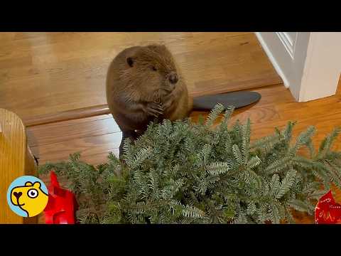 Baby Beaver Shocks Family By Building Christmas Dam