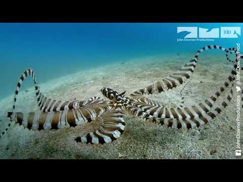 Octopus Mimics Robotic Octopus