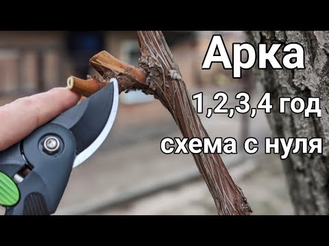 From seedling to arch: shaping grapes year after year. A guaranteed harvest! 💯🍇😅