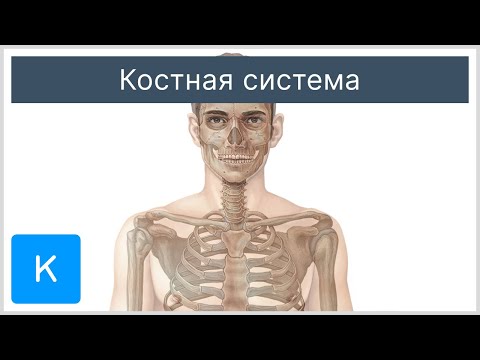 Костная система - Анатомия человека | Kenhub
