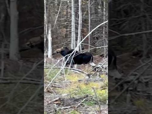 Surprise Moment In New Hampshire! #moose