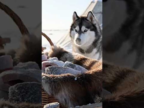 A Journey Into the Extraordinary Life of Yakutian Nomads Part 5