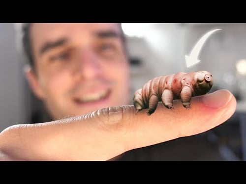 Je trouve un animal très bizarre ! (Et flippant)