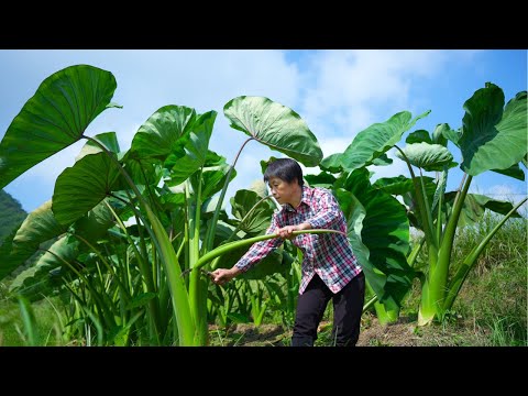 Taro stems grow taller than people.