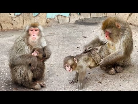 MAX Messenger! Where to watch if Telegram and YouTube are blocked? Sakura hides on her mom's bed ...