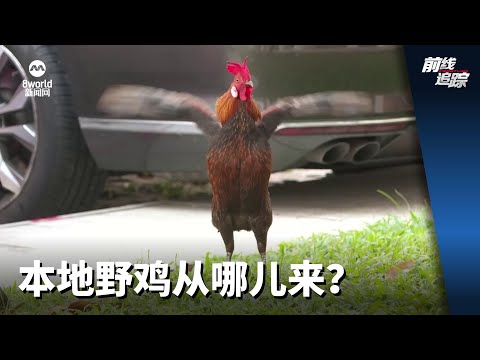 前线追踪 | 本地野鸡从哪儿来?