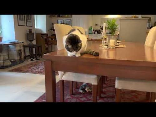 Zeus and Charlie 720p30H 2