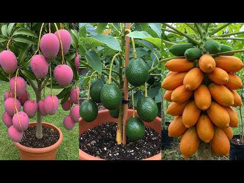 🌿Grow 10 Fruit Trees FAST with These 10 Proven Techniques!