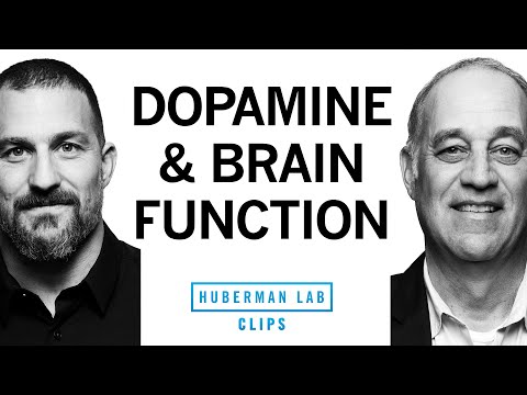 How Dopamine Impacts Brain Function | Dr. Mark D'Esposito & Dr. Andrew Huberman