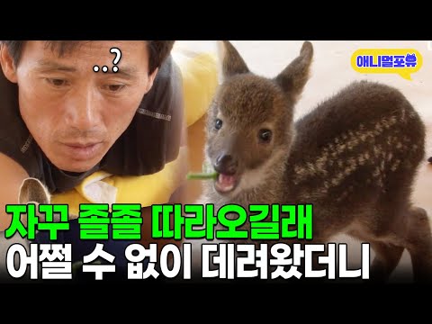 어미 잃고 죽어가던 고라니, 자꾸 따라오길래 데려왔더니 I KBS 인간극장 2011