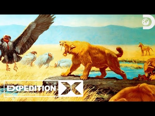 Is There a Dangerous Ape Cat in Washington? | Expedition X | Discovery