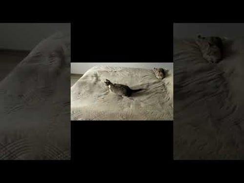 Cozy Moments Man and Cat Cuddle and Relax on Sofa at Home!