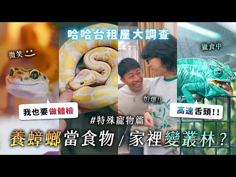開箱特殊寵物租屋處!微笑守宮超可愛!養蟑螂當食物?鼠婦是什麼?變色龍的高速舌頭!家裡變叢林!《哈哈台租屋大調查》EP18【哈哈台】