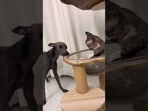 Funniest cats and do’s videos try not to laugh.😂 #cats #funnycats #funnydogs #funnyvideos #shorts