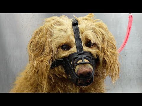 We all know someone with a CRAZY Doodle