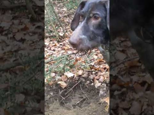 The Difficult White Truffles - 225g Stuck Under a Root