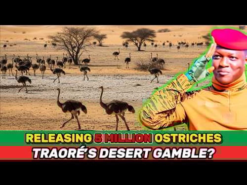 What’s REALLY Behind Traoré’s Plan to Release 5 Million Ostriches into the Sahel Desert?