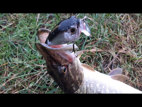 PIKE FISHING ON A SMALL RIVER SPINNING IN DECEMBER !!!!